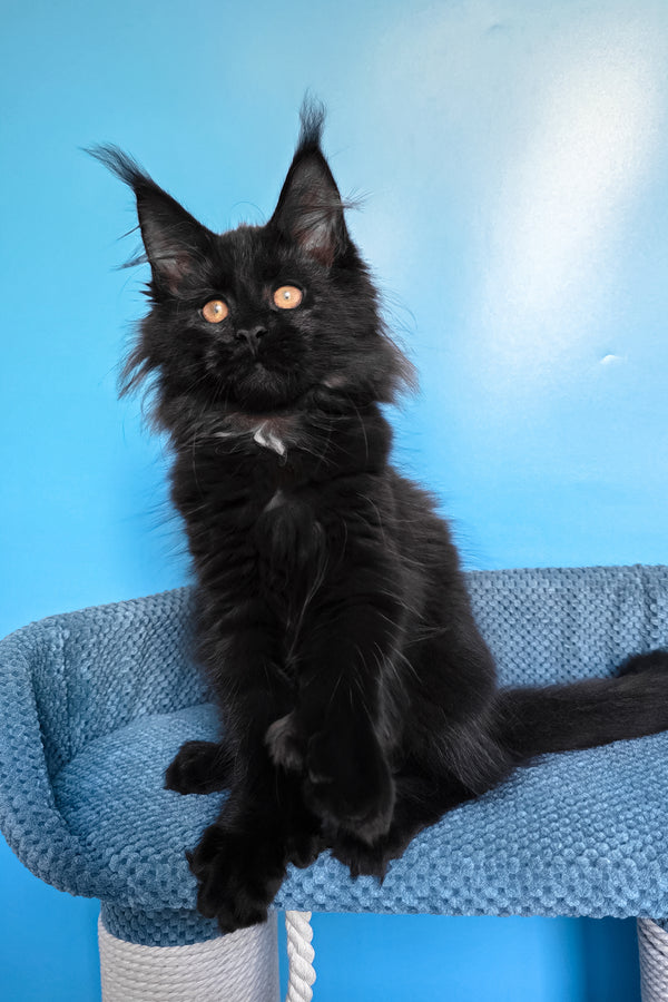 Omalia | Polydactyl Maine Coon Kitten