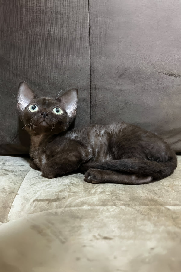Opal | Devon Rex Kitten