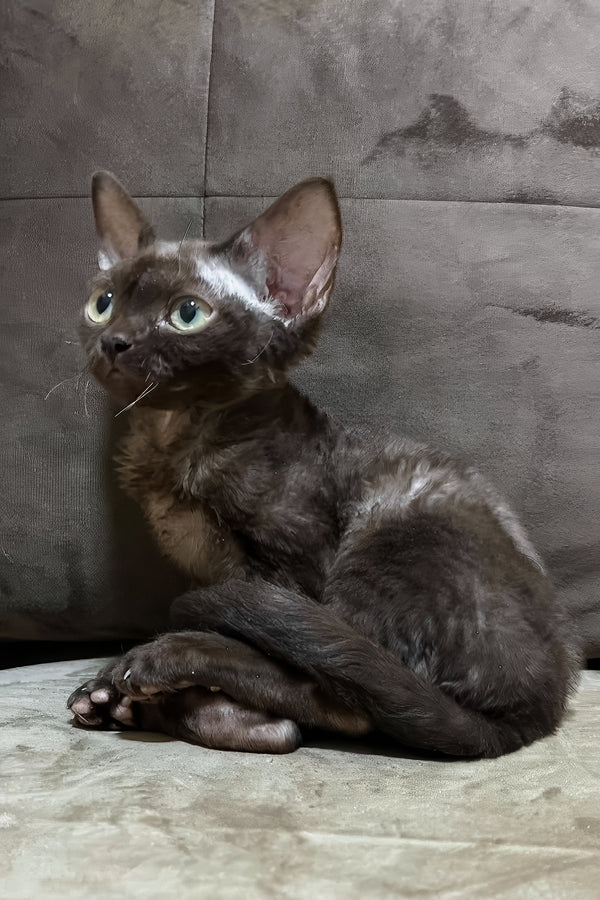 Opal | Devon Rex Kitten