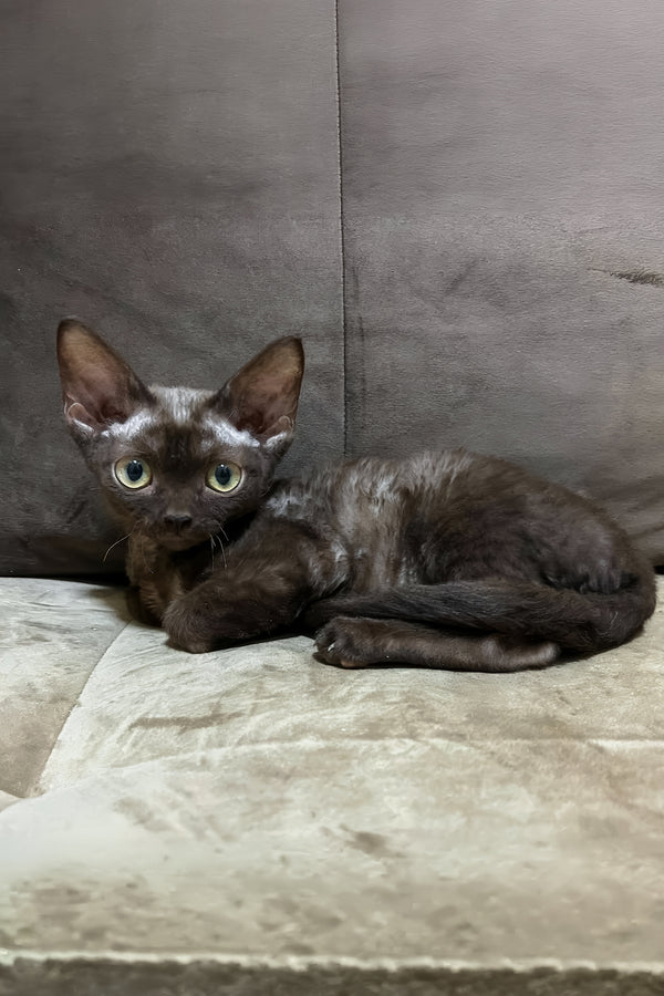 Opal | Devon Rex Kitten