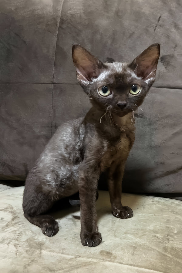 Opal | Devon Rex Kitten