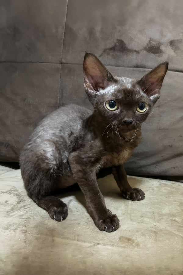 Opal | Devon Rex Kitten