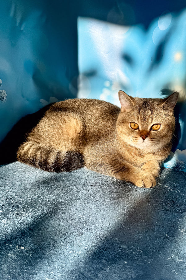 A fluffy brown scottish straight kitten with golden eyes lounges on a textured blue surface perfect for purebred kitties