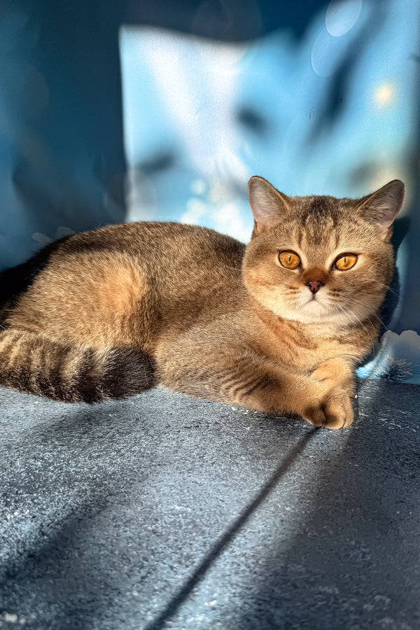 A fluffy golden scottish straight kitten with amber eyes lounges on a textured gray surface for purebred kitties