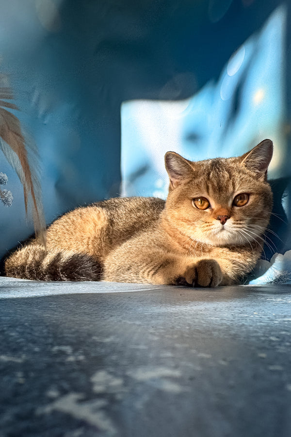 Opal scottish straight kitten lounges in warm sunlight with fluffy golden-brown coat and striking amber eyes