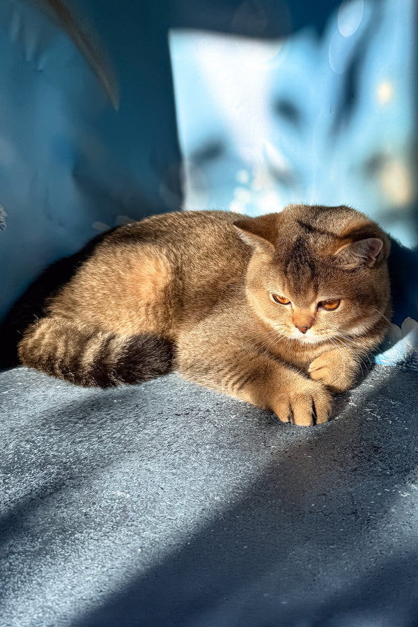 A fluffy golden-brown scottish straight kitten with dense fur rests relaxed on a textured blue surface among purebred kitties