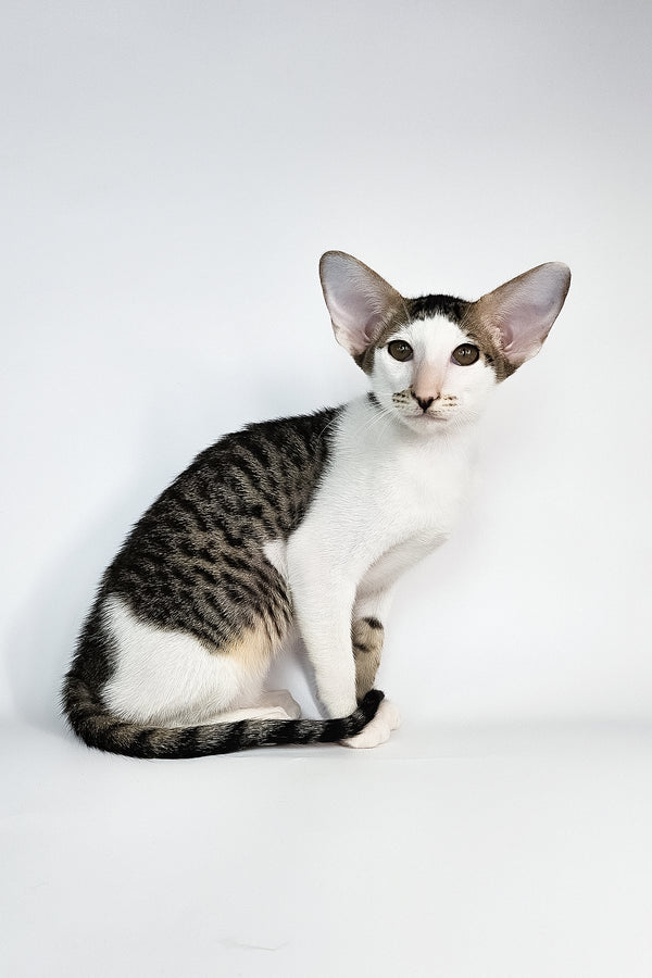 Ophelia | Oriental Shorthair Kitten