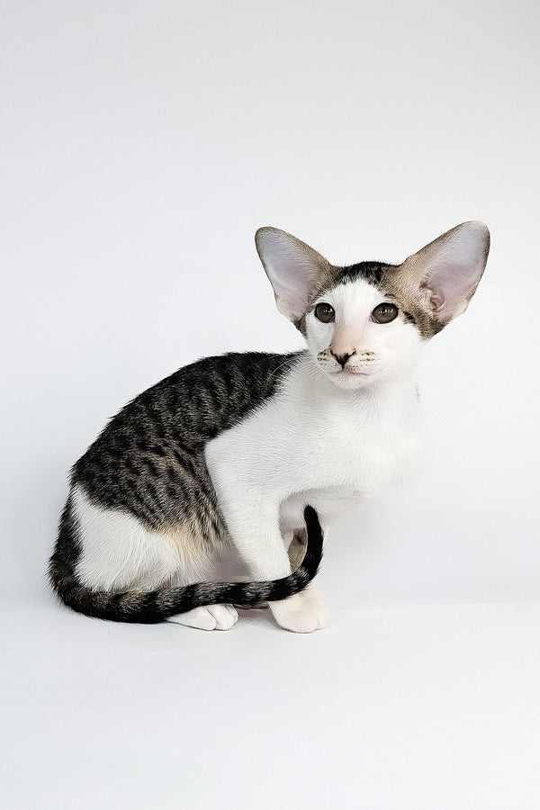 Ophelia | Oriental Shorthair Kitten