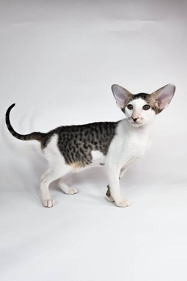 Ophelia | Oriental Shorthair Kitten