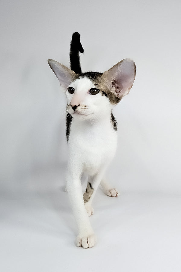 Ophelia | Oriental Shorthair Kitten