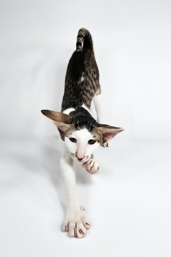 Ophelia | Oriental Shorthair Kitten