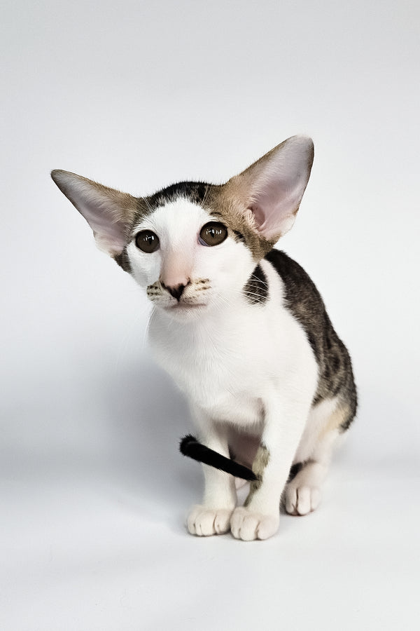 Ophelia | Oriental Shorthair Kitten