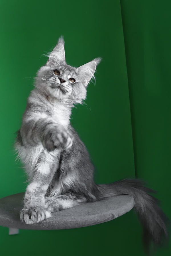 Orbit | Polydactyl Maine Coon Kitten