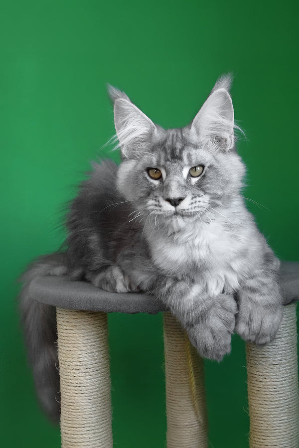 Orbit | Polydactyl Maine Coon Kitten
