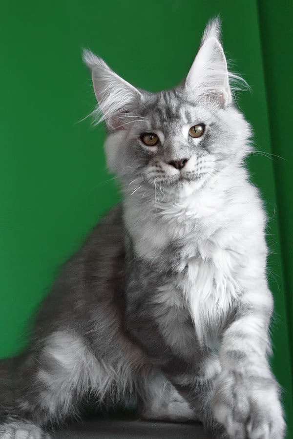 Orbit | Polydactyl Maine Coon Kitten