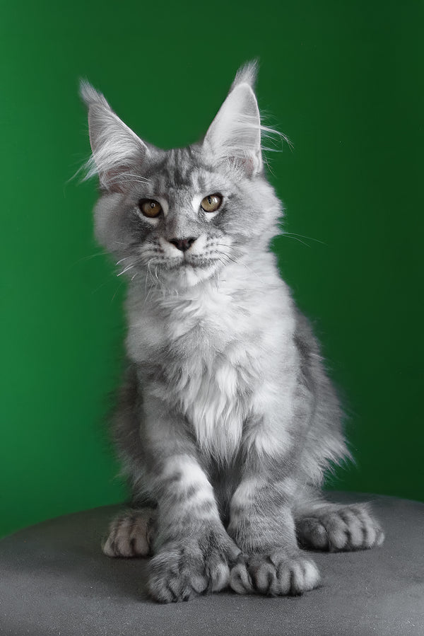 Orbit | Polydactyl Maine Coon Kitten