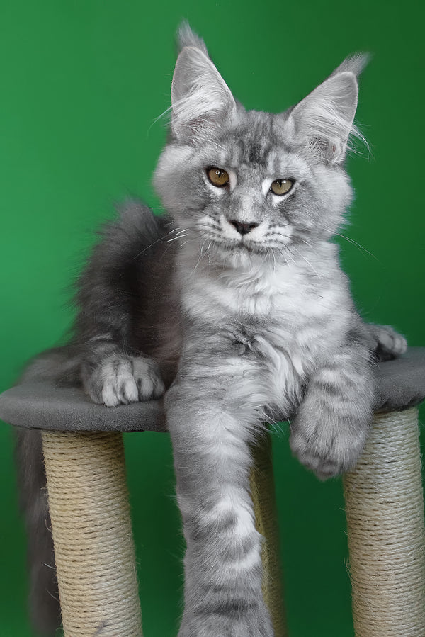 Orbit | Polydactyl Maine Coon Kitten