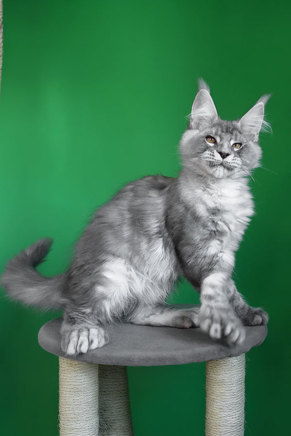Orbit | Polydactyl Maine Coon Kitten