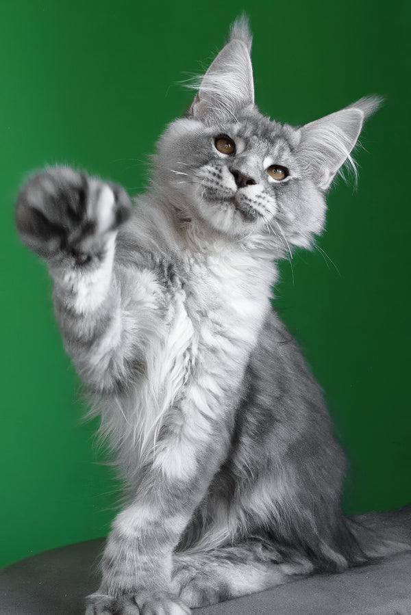 Orbit | Polydactyl Maine Coon Kitten