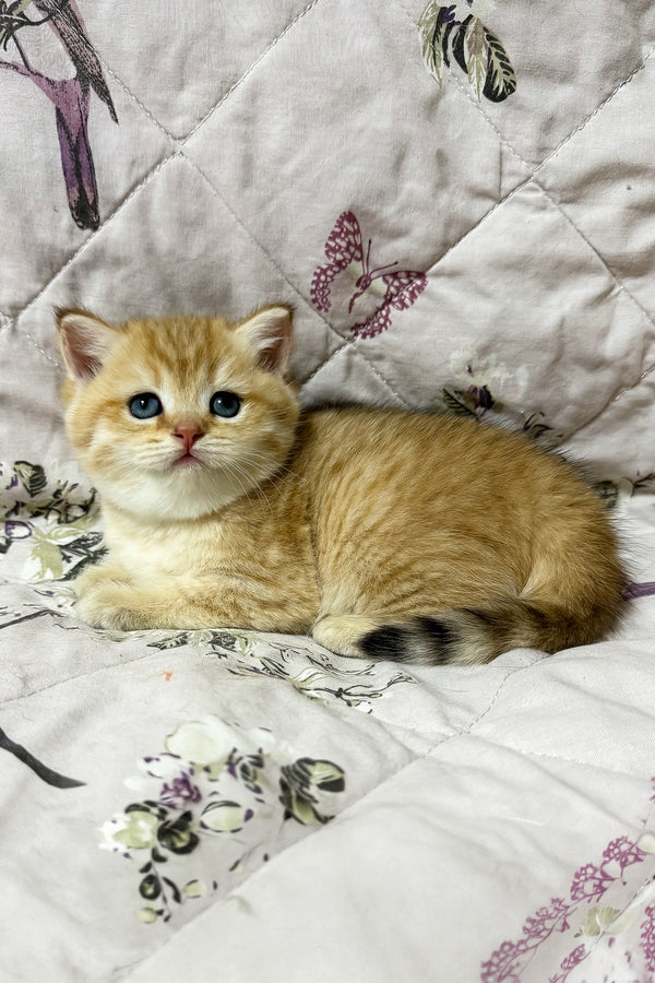 Orfei | British Shorthair Kitten