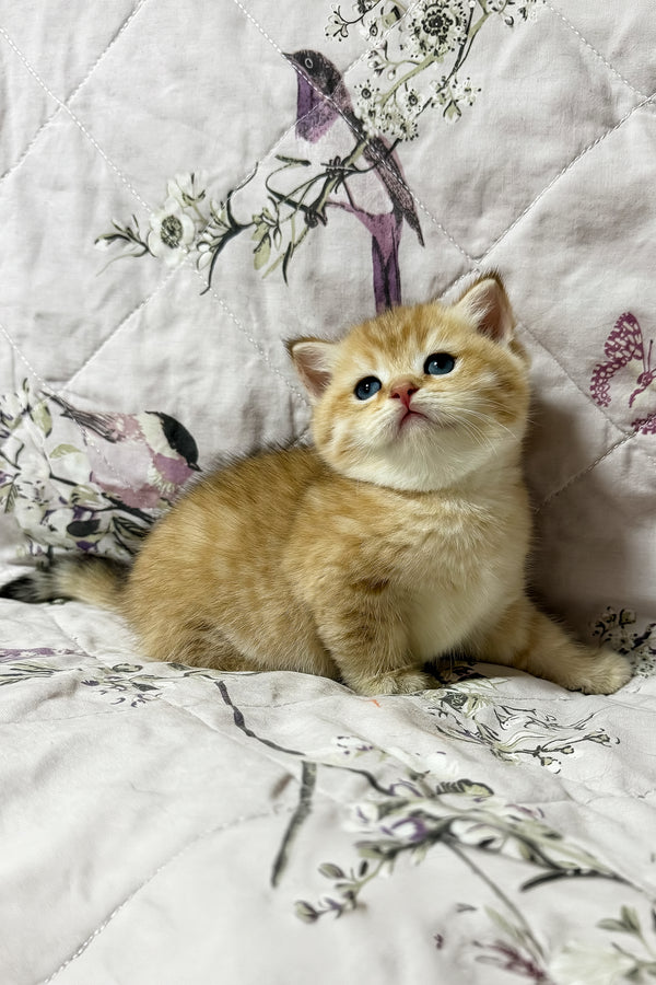 Orfei | British Shorthair Kitten