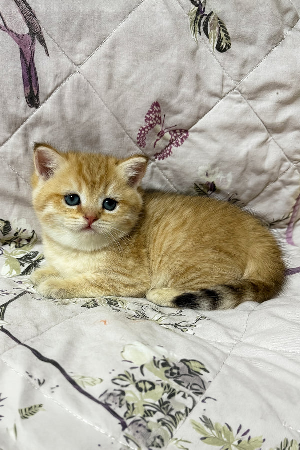 Orfei | British Shorthair Kitten