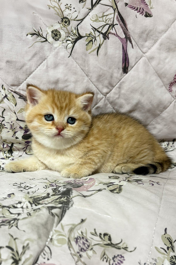 Orfei | British Shorthair Kitten