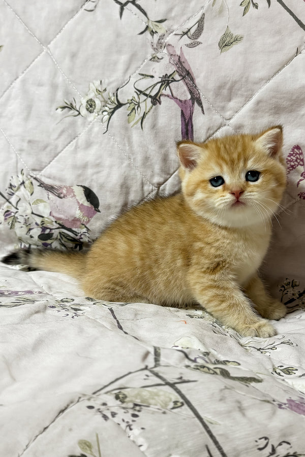 Orfei | British Shorthair Kitten