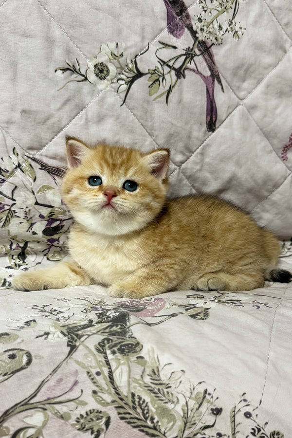 Orfei | British Shorthair Kitten