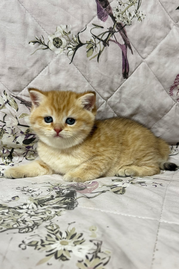 Orfei | British Shorthair Kitten