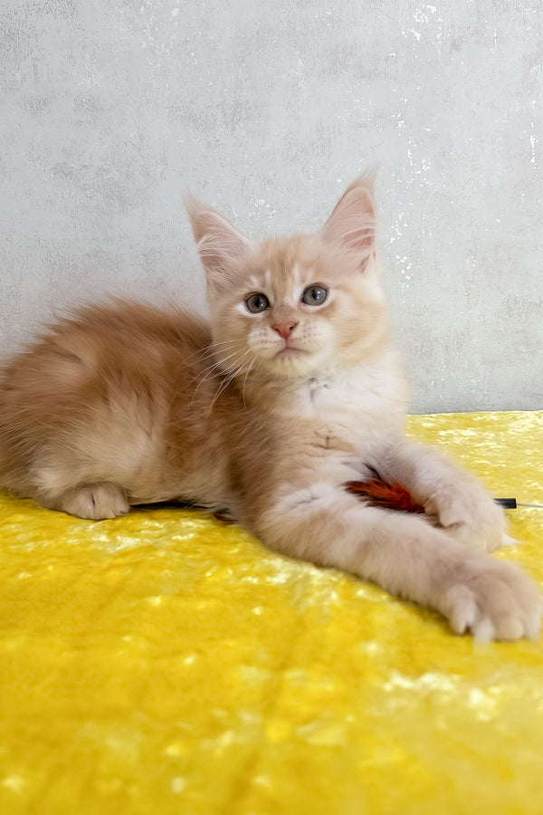 Oriana | Maine Coon Kitten