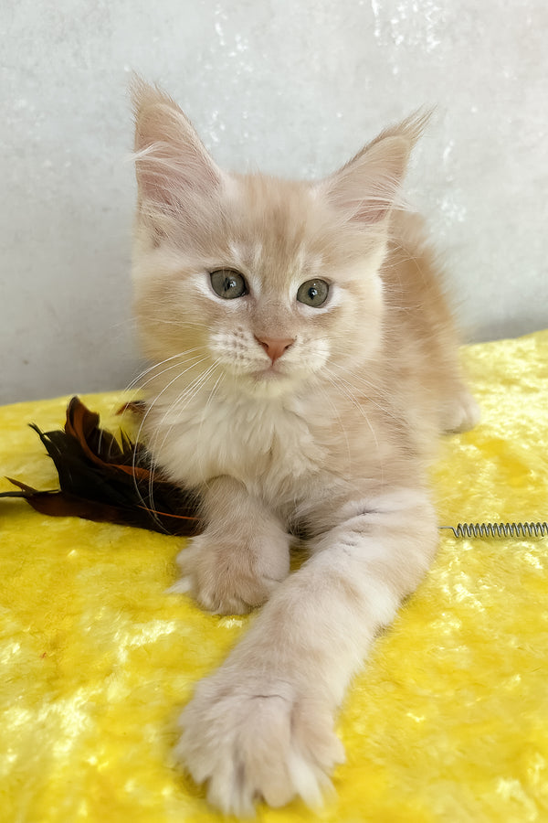 Oriana | Maine Coon Kitten