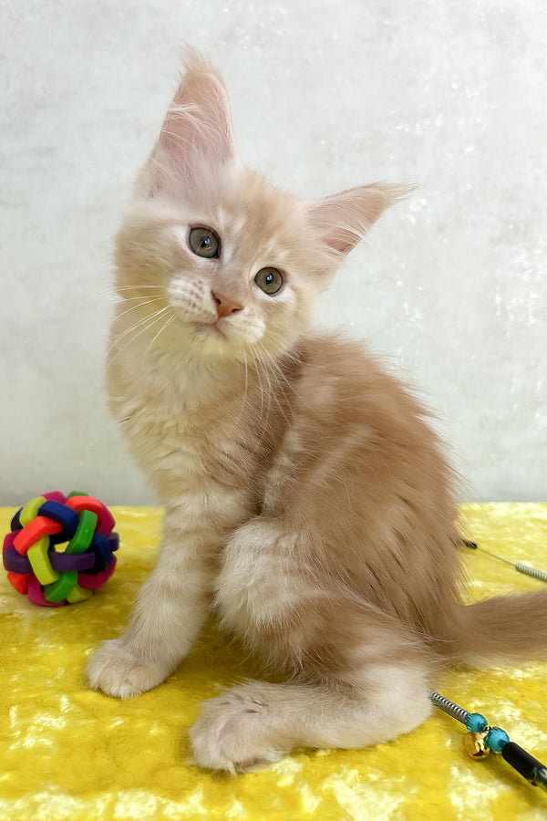 Oriana | Maine Coon Kitten