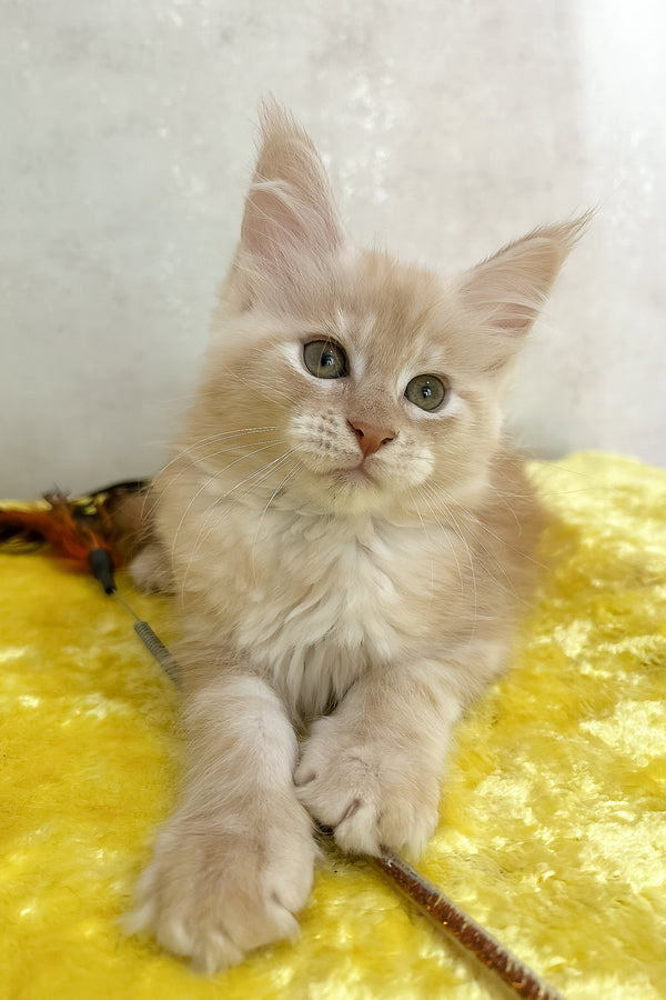 Oriana | Maine Coon Kitten