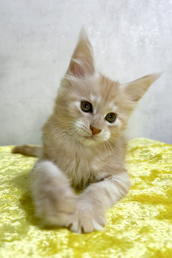 Oriana | Maine Coon Kitten