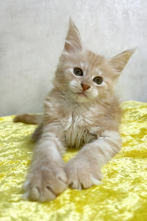 Oriana | Maine Coon Kitten