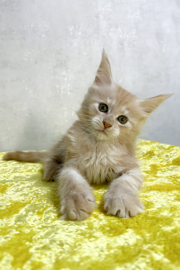 Oriana | Maine Coon Kitten