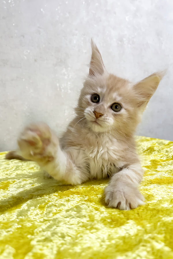 Oriana | Maine Coon Kitten