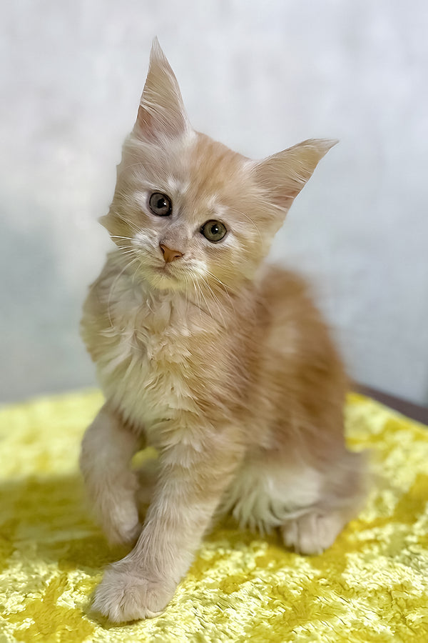 Oriana | Maine Coon Kitten