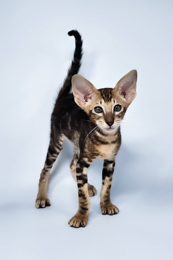 Orion | Oriental Shorthair Kitten