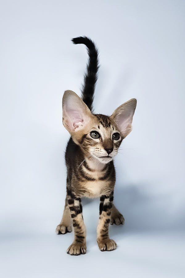 Orion | Oriental Shorthair Kitten