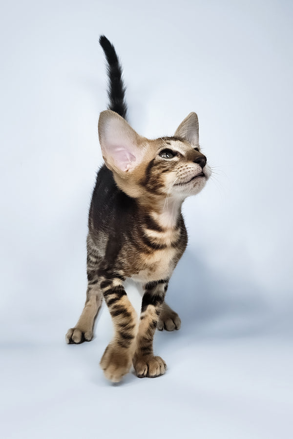 Orion | Oriental Shorthair Kitten