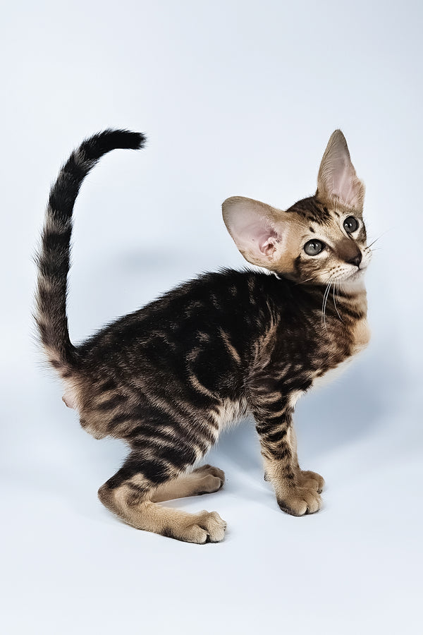 Orion | Oriental Shorthair Kitten