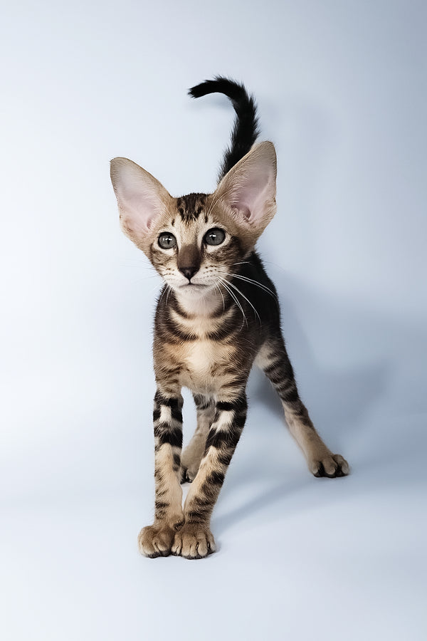 Orion | Oriental Shorthair Kitten