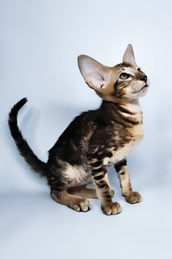 Orion | Oriental Shorthair Kitten