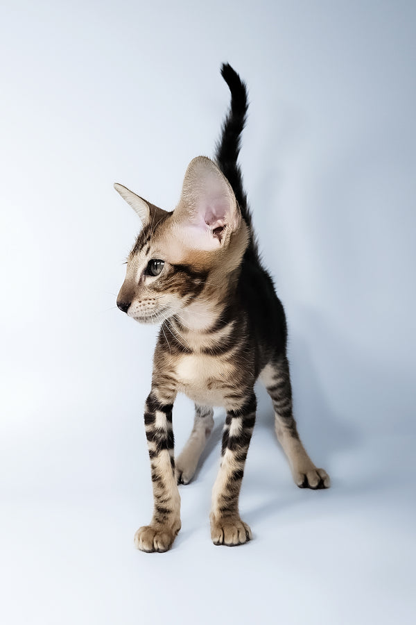 Orion | Oriental Shorthair Kitten