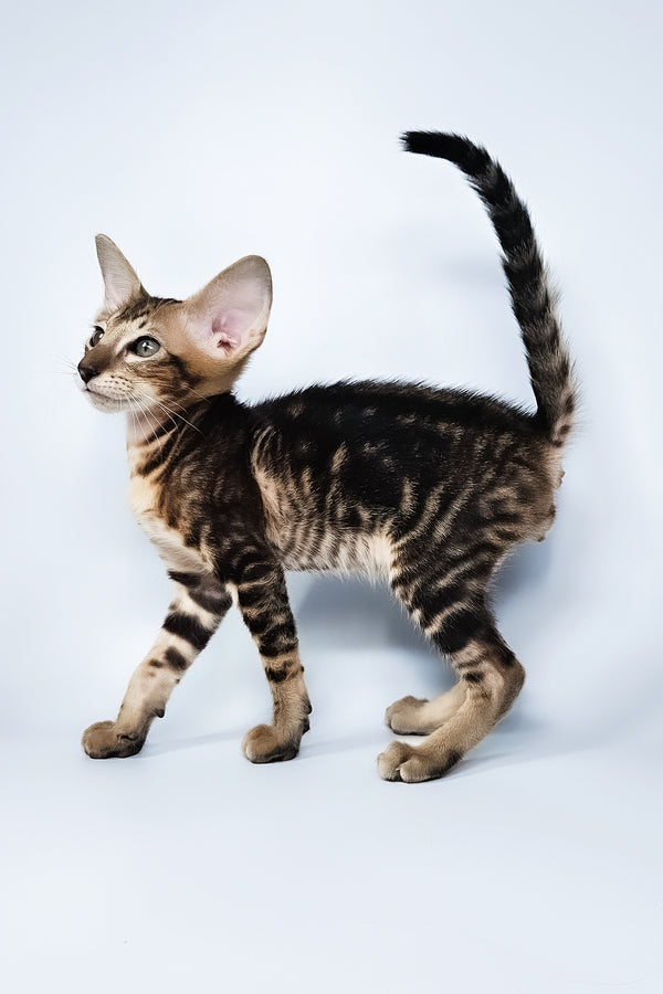 Orion | Oriental Shorthair Kitten