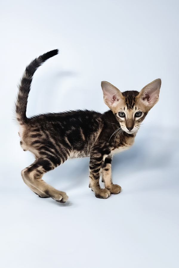 Orion | Oriental Shorthair Kitten