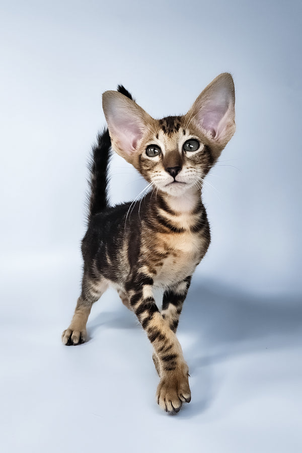 Orion | Oriental Shorthair Kitten
