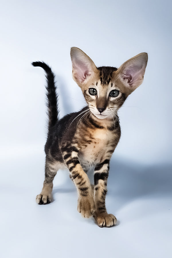 Orion | Oriental Shorthair Kitten